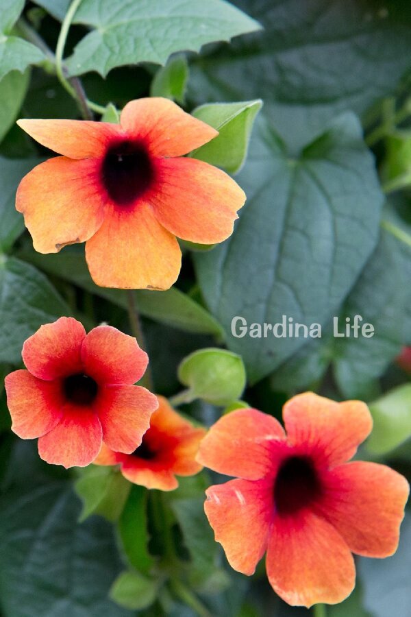 Suzan Sarmaşığı Fidesi Glow  ( Thunbergia alata ) - 4