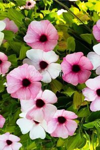 Suzan Sarmaşığı Fidesi Pink Beauty  ( Thunbergia alata ). - 1