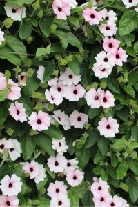 Suzan Sarmaşığı Fidesi Pink Beauty  ( Thunbergia alata ). - 2