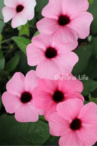 Suzan Sarmaşığı Fidesi Rose Sensation  ( Thunbergia alata ) - 1
