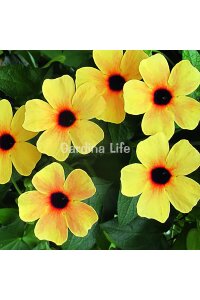 Suzan Sarmaşığı Fidesi Terracotta  ( Thunbergia alata ) - 1
