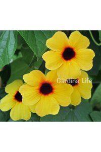 Suzan Sarmaşığı Fidesi Terracotta  ( Thunbergia alata ) - 3