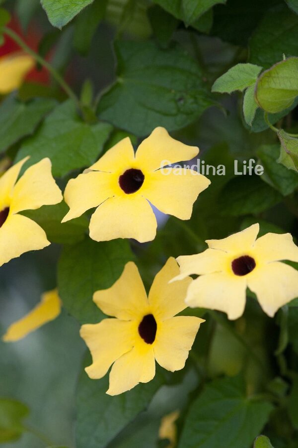 Suzan Sarmaşığı Fidesi Terracotta  ( Thunbergia alata ) - 4