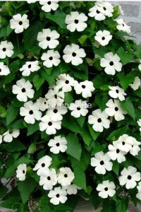 Suzan Sarmaşığı Fidesi White Halo  ( Thunbergia alata ) - 1