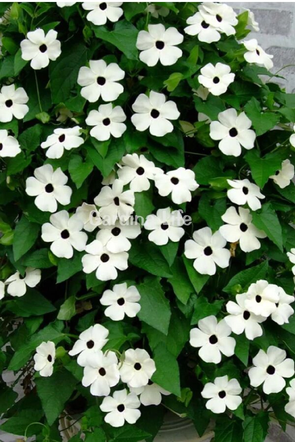 Suzan Sarmaşığı Fidesi White Halo  ( Thunbergia alata ) - 1