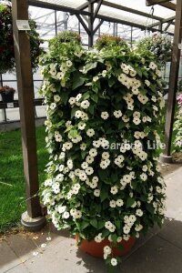 Suzan Sarmaşığı Fidesi White Halo  ( Thunbergia alata ) - 3