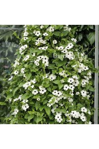 Suzan Sarmaşığı Fidesi White Halo  ( Thunbergia alata ) - 4