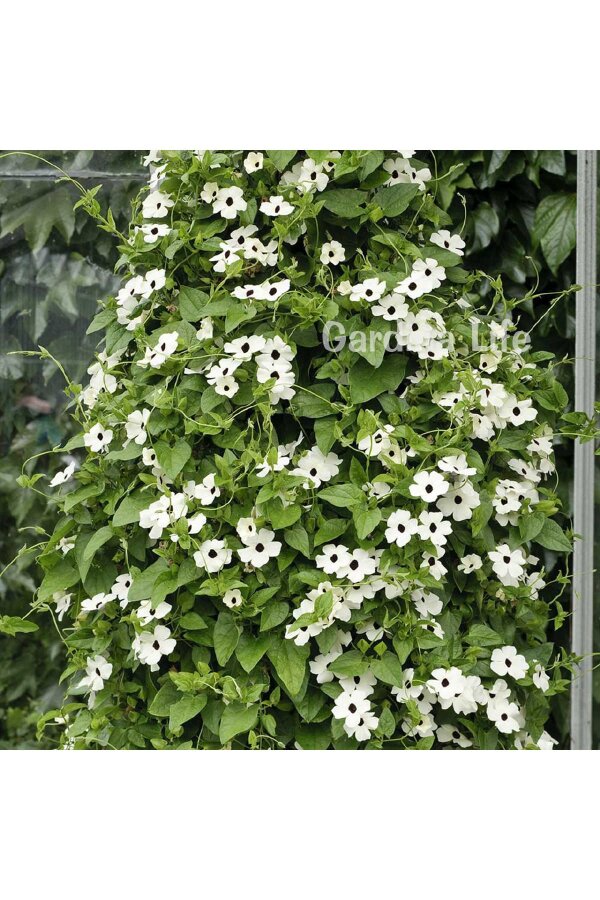 Suzan Sarmaşığı Fidesi White Halo  ( Thunbergia alata ) - 4