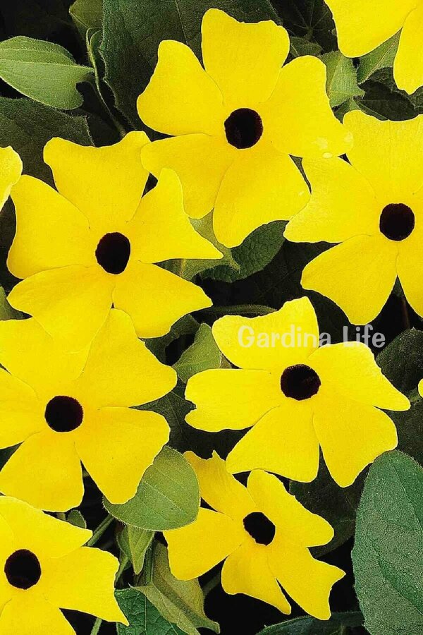 Suzan Sarmaşığı Fidesi Yellow Dark Eye  ( Thunbergia alata ) - 1
