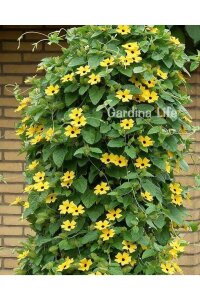 Suzan Sarmaşığı Fidesi Yellow Dark Eye  ( Thunbergia alata ) - 2