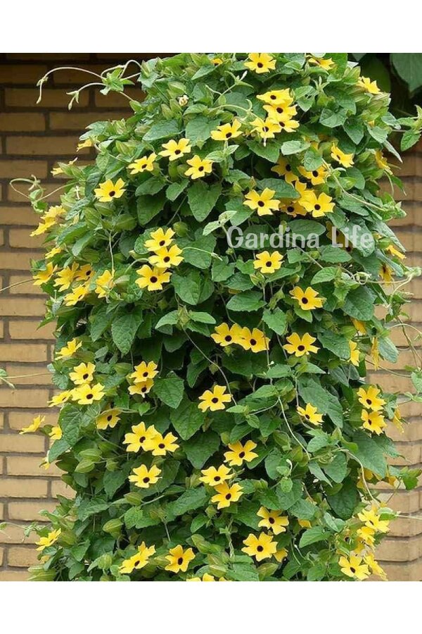 Suzan Sarmaşığı Fidesi Yellow Dark Eye  ( Thunbergia alata ) - 2