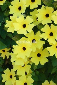 Suzan Sarmaşığı Fidesi Yellow Dark Eye  ( Thunbergia alata ) - 3