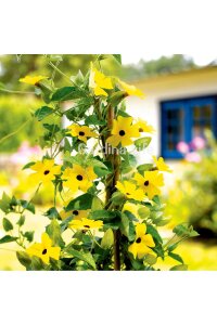 Suzan Sarmaşığı Fidesi Yellow Dark Eye  ( Thunbergia alata ) - 4