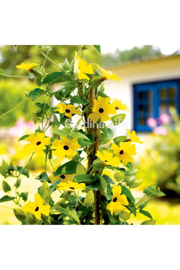Suzan Sarmaşığı Fidesi Yellow Dark Eye  ( Thunbergia alata ) - 4