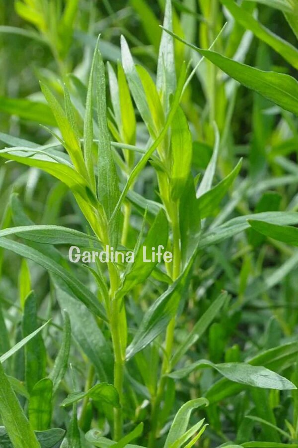 Tarhun Otu Fidesi  ( Artemisia Dracunculus ) - 1