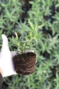 Tarhun Otu Fidesi  ( Artemisia Dracunculus ) - 2
