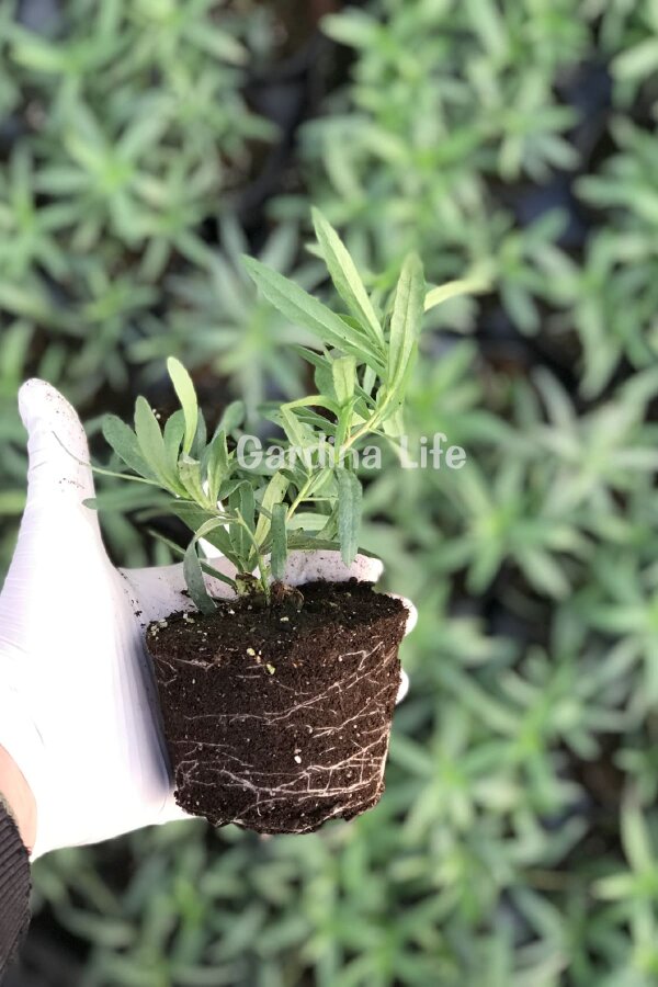 Tarhun Otu Fidesi  ( Artemisia Dracunculus ) - 2