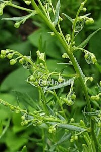Tarhun Otu Fidesi  ( Artemisia Dracunculus ) - 3