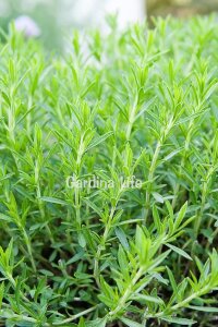 Tarhun Otu Fidesi  ( Artemisia Dracunculus ) - 4