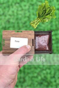 Tere Tohumu 25 Gr. 10.000 Tohum - 2