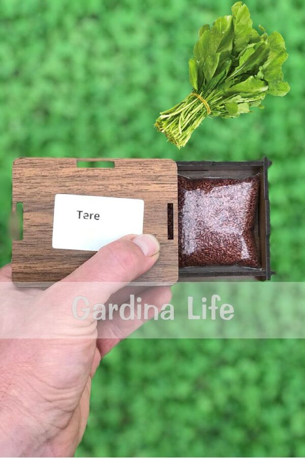 Tere Tohumu 25 Gr. 10.000 Tohum - 2