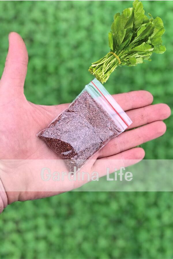 Tere Tohumu 25 Gr. 10.000 Tohum - 3