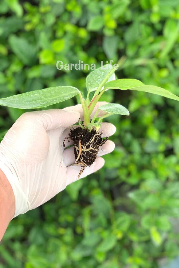 White Winzard Philodendron Fidesi  ( Philodendron Hederaceum ) - 2