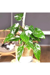 White Winzard Philodendron Fidesi  ( Philodendron Hederaceum ) - 3