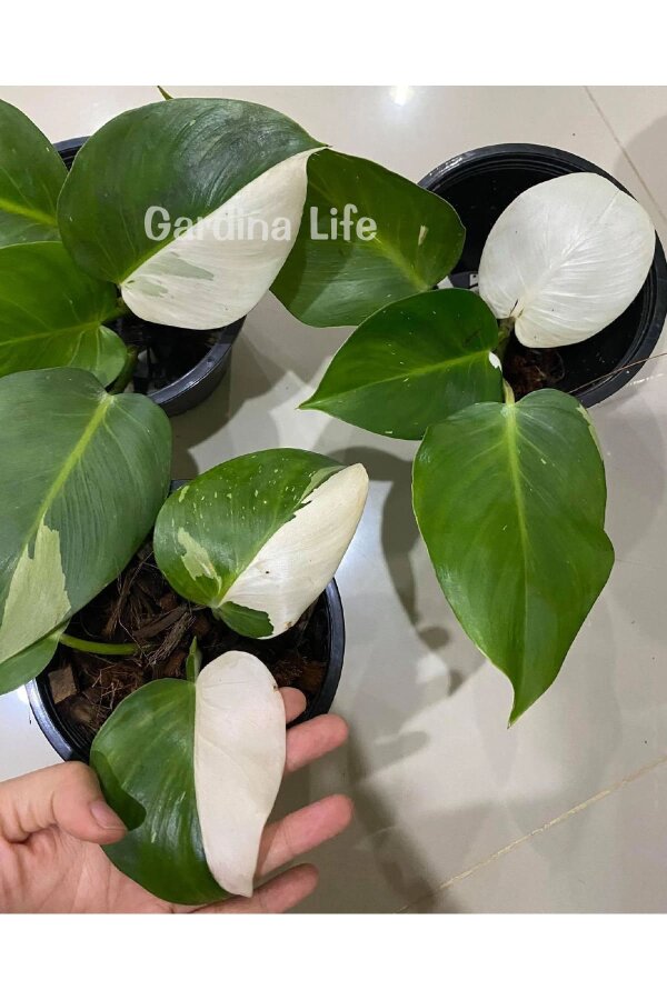 White Winzard Philodendron Fidesi  ( Philodendron Hederaceum ) - 4
