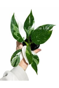 White Winzard Philodendron Fidesi  ( Philodendron Hederaceum ) - 5