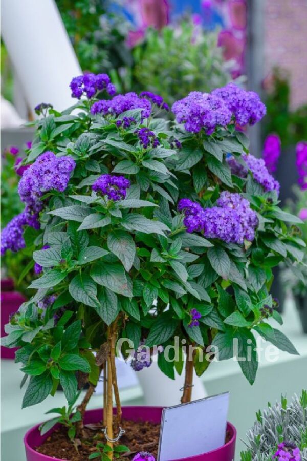 Yalancı Vanilya  Fidesi Yoğun  Blue Helıotropıum Arborescens  - 1