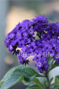 Yalancı Vanilya  Fidesi Yoğun  Blue Helıotropıum Arborescens  - 4