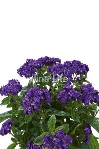 Yalancı Vanilya  Fidesi Yoğun  Blue Helıotropıum Arborescens  - 5