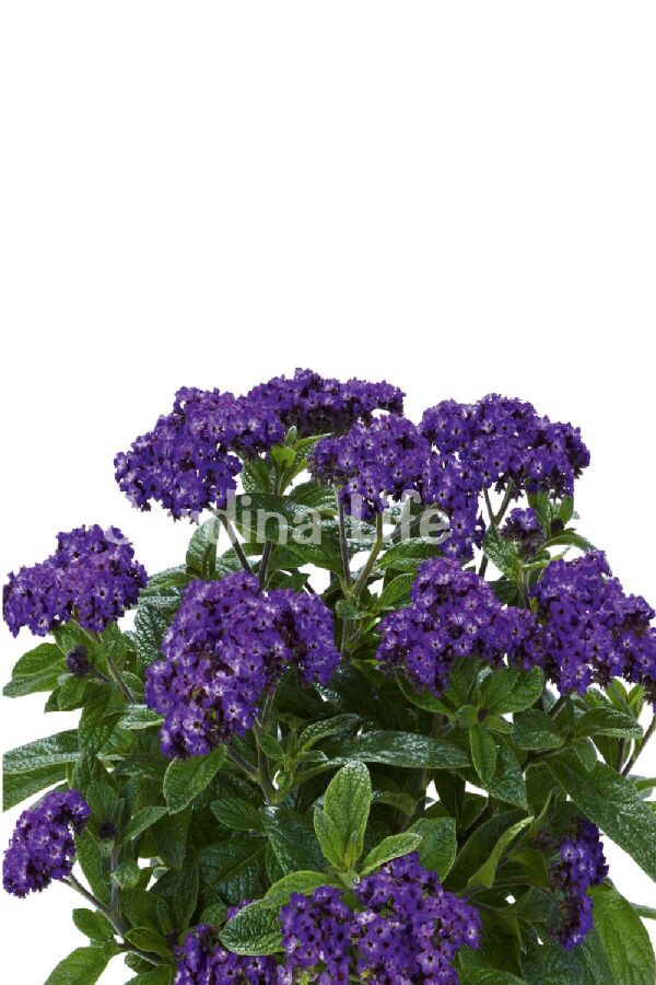 Yalancı Vanilya  Fidesi Yoğun  Blue Helıotropıum Arborescens  - 5