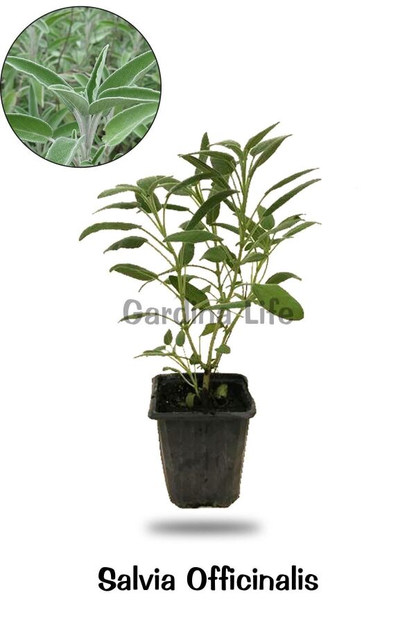 Yeşil Anadolu Adaçayı Fidanı ( Salvia Officinalis ) 