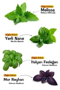 Yeşil Aromatik Bitki Seti 4 Çeşit Tüketime Hazır ( Italyan Fesleğen -mor Reyhan - Nane - Melisa) - 1