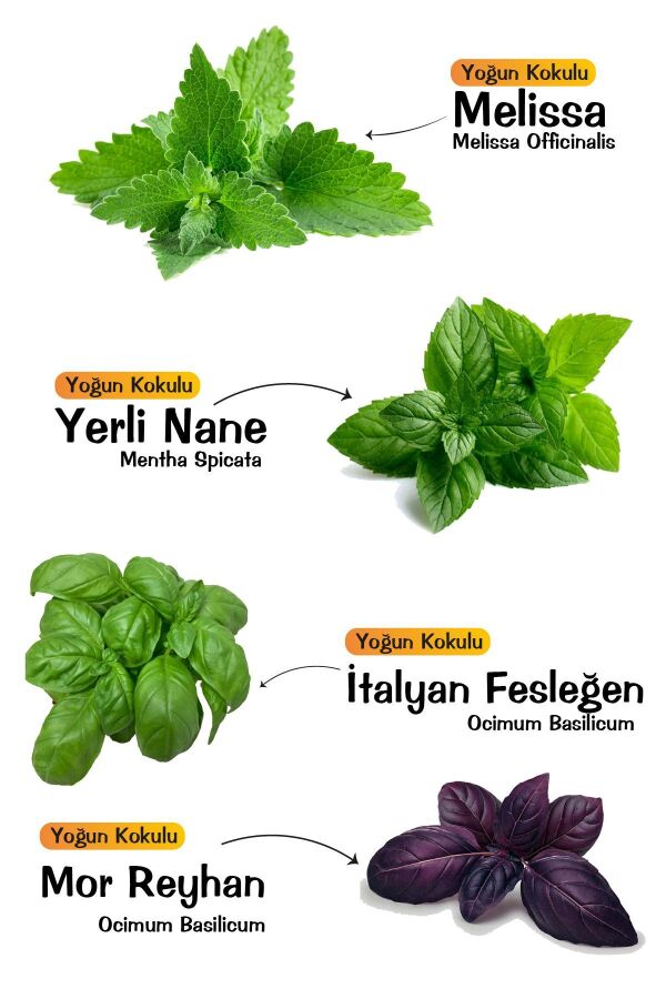 Yeşil Aromatik Bitki Seti 4 Çeşit Tüketime Hazır ( Italyan Fesleğen -mor Reyhan - Nane - Melisa) - 1