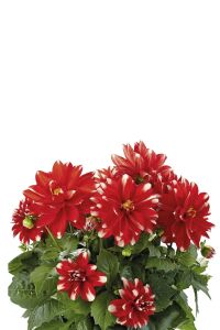 Yıldız  Dahlia Fidesi Power Red White - 1