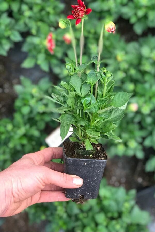 Yıldız  Dahlia Fidesi Power Red White - 2