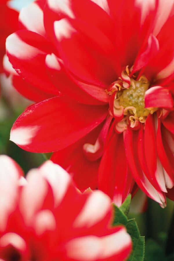 Yıldız  Dahlia Fidesi Power Red White - 3