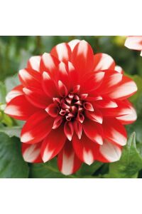Yıldız  Dahlia Fidesi Power Red White - 4