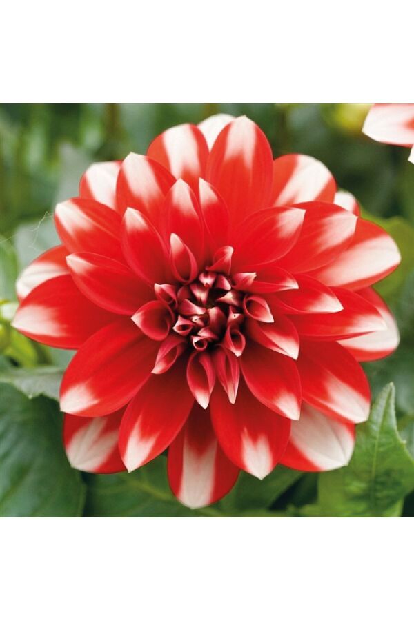 Yıldız  Dahlia Fidesi Power Red White - 4