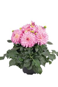 Yıldız  Dahlia Fidesi Power Violet Bicolor - 1