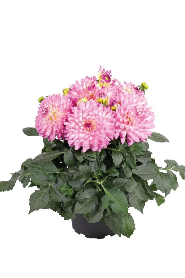 Yıldız  Dahlia Fidesi Power Violet Bicolor - 1