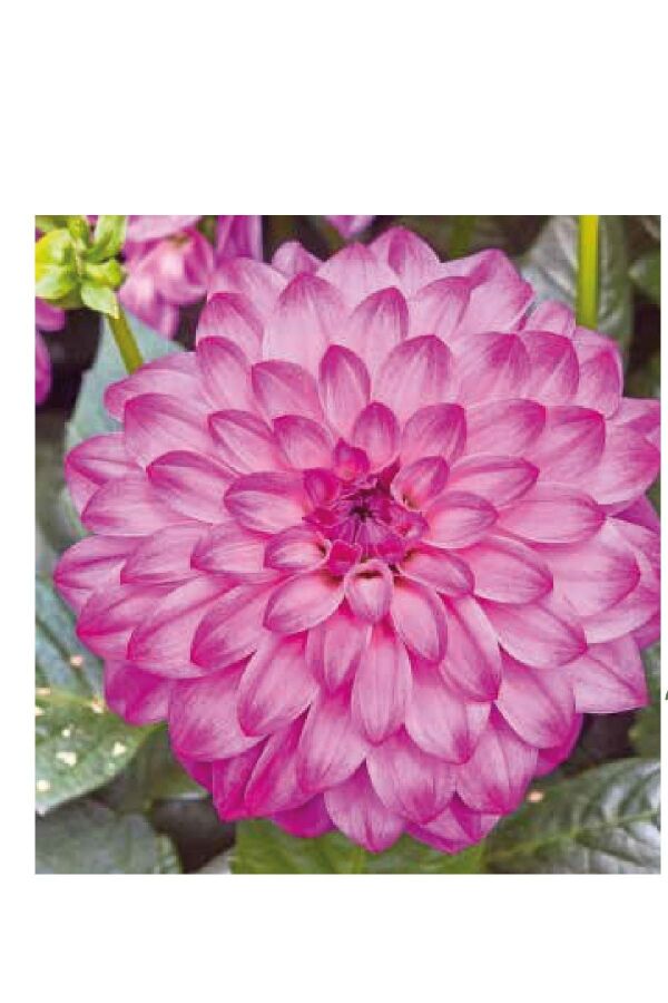 Yıldız  Dahlia Fidesi Power Violet Bicolor - 3