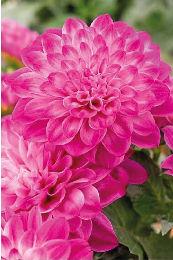 Yıldız  Dahlia Fidesi Power Violet Bicolor - 4