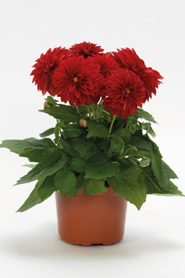 Yıldız  Dahlia Fidesi ,scarlet - 1