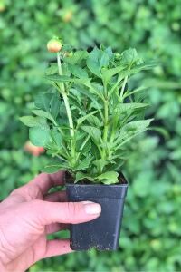 Yıldız  Dahlia Fidesi ,scarlet - 2