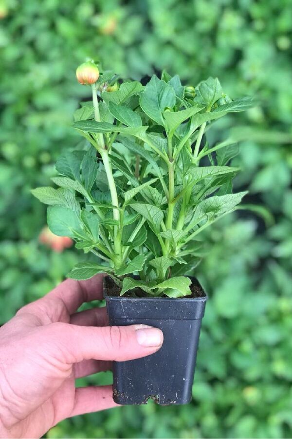 Yıldız  Dahlia Fidesi ,scarlet - 2