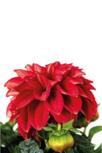 Yıldız  Dahlia Fidesi ,scarlet - 3